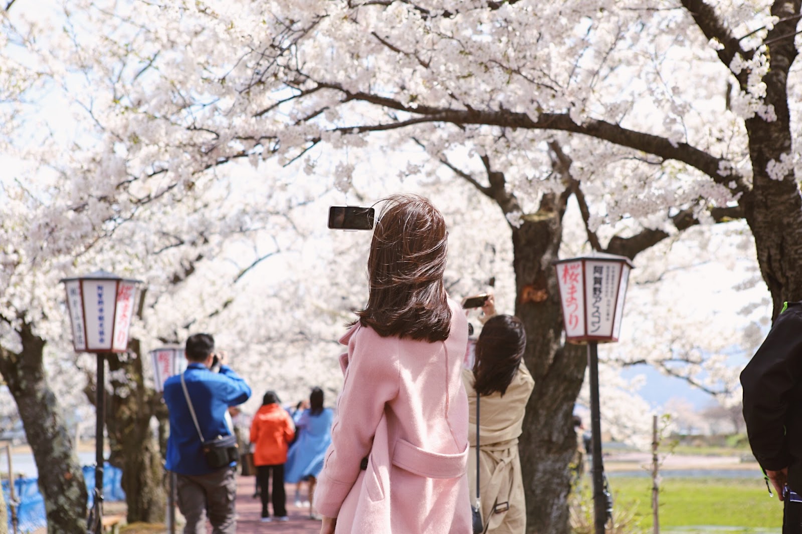 瓢湖｜新潟県阿賀野市｜冬季有著六千隻天鵝過境、春季有著櫻樹環繞湖畔的絕景