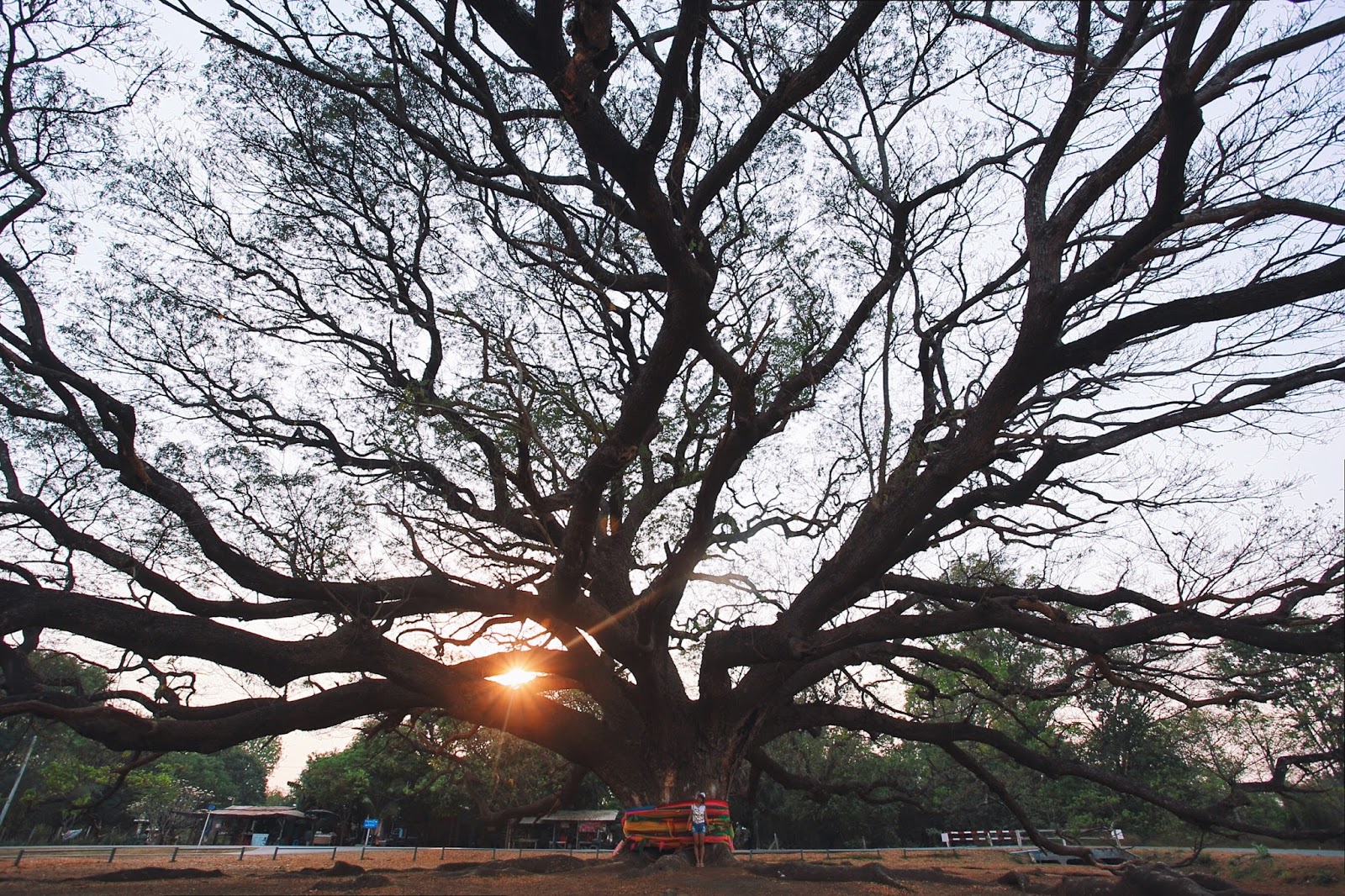 Giant Rain Tree｜北碧直轄縣｜在泰國北碧府聳立超越百年的巨雨樹