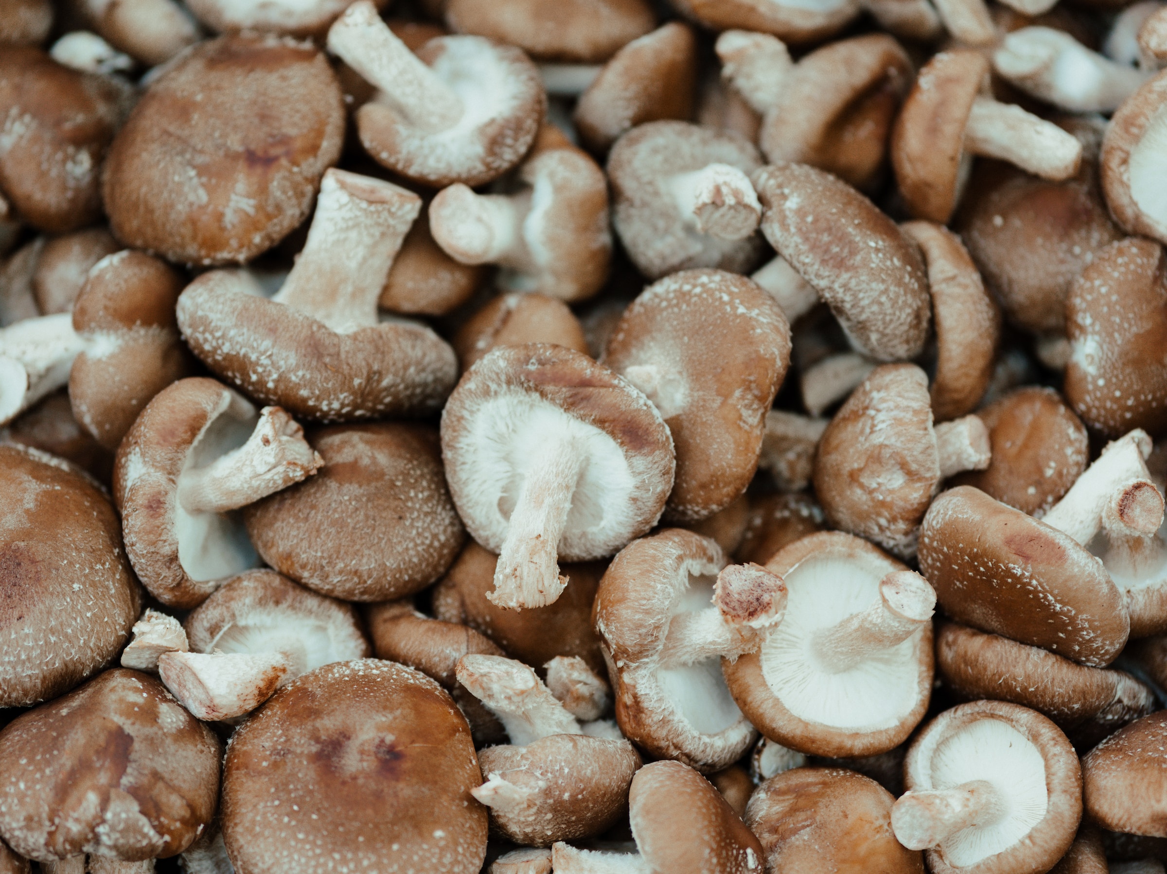 泡發香菇的5個絕佳方法｜泡發香菇最快，泡發香菇氣味最濃的方法推薦